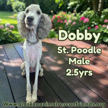 Dobby -  Standard Poodle Dog for Adoption in Anchorage, Alaska - Dobby | PetCurious