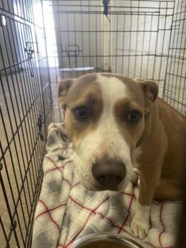 Pit Bull Terrier Dogs Available for Adoption in Mobile, Alabama - Chica | PetCurious