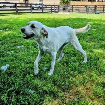 JAZZY -  Yellow Labrador Retriever Dog for Adoption in Louisville, Kentucky - JAZZY | PetCurious