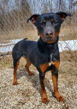 Precious (7114) -  Rottweiler Dog for Adoption in Lake City, Michigan - Precious (7114) | PetCurious