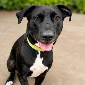 Trunks -  Black Labrador Retriever and Cattle Dog Dog for Adoption in Blue Earth, Minnesota - Trunks | PetCurious