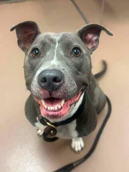 Wrenly -  Pit Bull Terrier Dog for Adoption in Chicago, Illinois - Wrenly | PetCurious