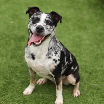 Padme -  Catahoula Leopard Dog and Mixed Breed Dog for Adoption in Evansville, Indiana - Padme | PetCurious