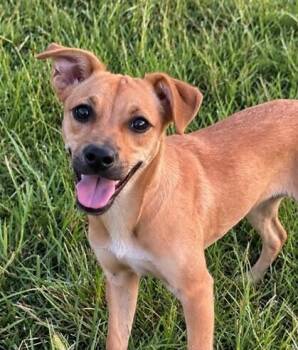 Pup Fig -  Carolina Dog and Beagle Dog for Adoption in Washington, District Of Columbia - Pup Fig | PetCurious