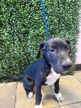 61569347 -  Mixed Breed Dog for Adoption in El Paso, Texas - 61569347 | PetCurious