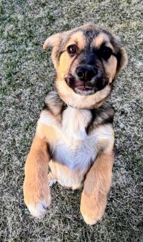 Shepherd Dogs Available for Adoption - Leo | PetCurious