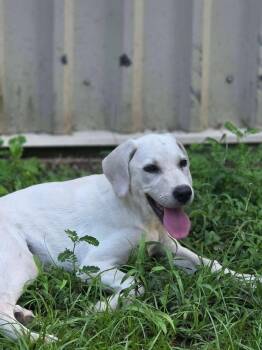 Doanderz / Winter -  Labrador Retriever and Mixed Breed Dog for Adoption in Broomfield, Colorado - Doanderz / Winter | PetCurious