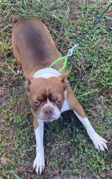 Boston Terrier Dogs Available for Adoption in Maryville, Tennessee - Ruby Dixon KY4403 | PetCurious