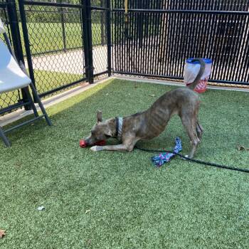 Seal -  Pit Bull Terrier and Mixed Breed Dog for Adoption in Greensboro, North Carolina - Seal | PetCurious