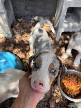 Rusty -  Australian Shepherd and Mixed Breed Dog for Adoption in Boulder, Colorado - Rusty | PetCurious