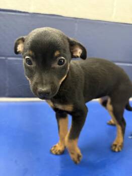 Bubbles 2mo AVA 10/7 -  Chihuahua Dog for Adoption in Sterling, Massachusetts - Bubbles 2mo AVA 10/7 | PetCurious