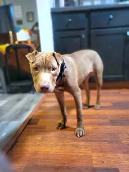 Rescue Pit Bull Terrier and Mastiff Dogs for Adoption in Minneapolis, Minnesota - Zara | PetCurious