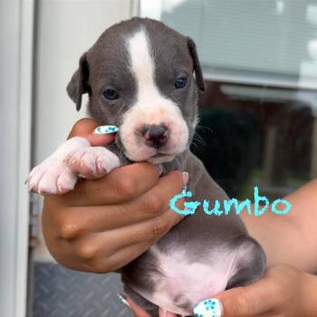 Gumbo -  American Staffordshire Terrier and Staffordshire Bull Terrier Dog for Adoption in Tampa, Florida - Gumbo | PetCurious