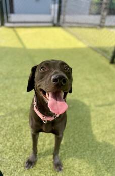 Princess -  Labrador Retriever Dog for Adoption in Lafayette, Louisiana - Princess | PetCurious