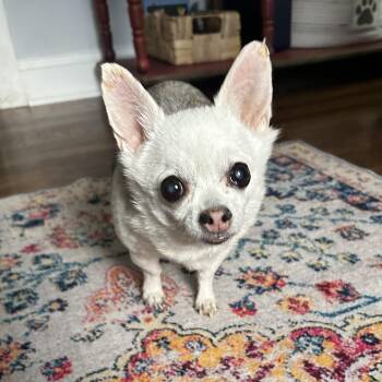 Chico -  Chihuahua Dog for Adoption in Closter, New Jersey - Chico | PetCurious