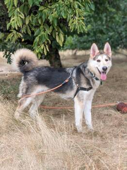 Sandy -  Shepherd and Husky Dog for Adoption in Seattle, Washington - Sandy | PetCurious