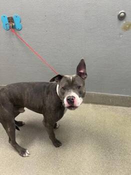Rescue Pit Bull Terrier Dogs for Adoption in Las Vegas, Nevada - GRIM | PetCurious