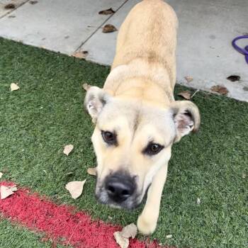 Rebekah -  Shepherd Dog for Adoption in Manhattan, Kansas - Rebekah | PetCurious
