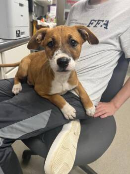 Terrier Dogs Available for Adoption in Hopkinsville, Kentucky - Lilly Ann | PetCurious