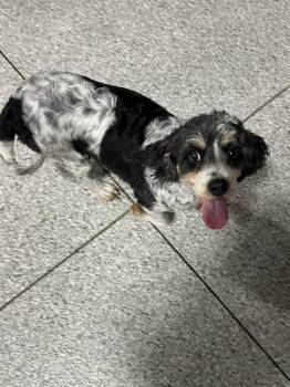 Cavapoo Dogs Available for Adoption - Megan Super Friendly!  | PetCurious