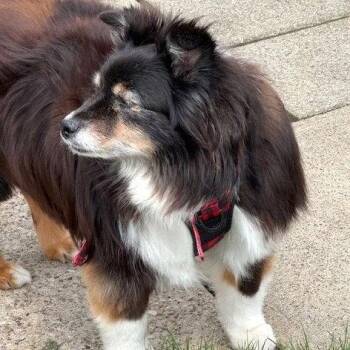 Shetland Sheepdog Sheltie and Australian Shepherd Dogs Available for Adoption in Dublin, Ohio - Bleu | PetCurious