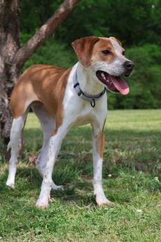 Mixed Breed Dogs Available for Adoption in Columbia, Tennessee - Eclair | PetCurious