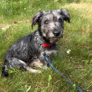 DOTTIE -  Yorkshire Terrier and Shih Tzu Dog for Adoption in Schnecksville, Pennsylvania - DOTTIE | PetCurious