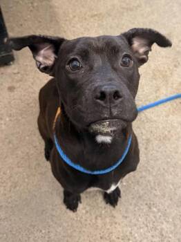 Onyx -  Pit Bull Terrier Dog for Adoption in Cleveland, Ohio - Onyx | PetCurious