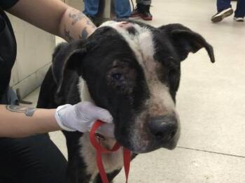 Pit Bull Terrier and Mixed Breed Dogs Available for Adoption in Riverside, California - PEA | PetCurious