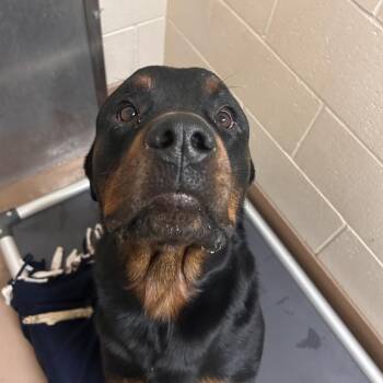 Bruno -  Rottweiler Dog for Adoption in Reno, Nevada - Bruno | PetCurious