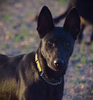 Jett-Best Friend -  German Shepherd Dog Dog for Adoption in Rockport, Indiana - Jett-Best Friend | PetCurious