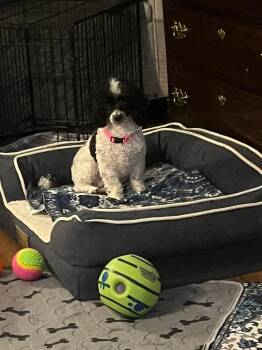 Poodle Dogs Available for Adoption - Samantha  | PetCurious