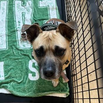 Sarge -  Pit Bull Terrier and Pug Dog for Adoption in East St. Louis, Illinois - Sarge | PetCurious