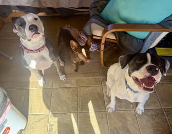 Miniature Pinscher and Dachshund Dogs Available for Adoption - Dash | PetCurious