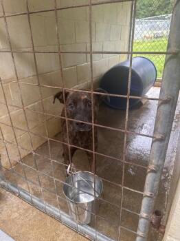 Brindle -  Mixed Breed Dog for Adoption in Lawrenceburg, Tennessee - Brindle | PetCurious