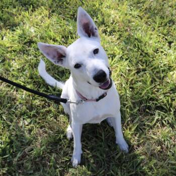 German Shepherd Dog and Labrador Retriever Dogs Available for Adoption - Sweet Sasha - The Happiest Girl | PetCurious