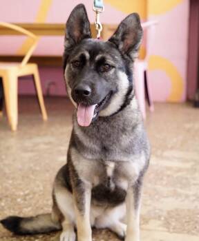 Elfie -  Shepherd Dog for Adoption in Pasadena, California - Elfie | PetCurious