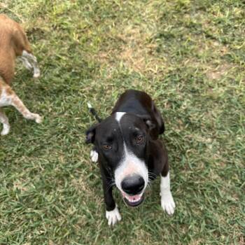 Rescue Great Dane Dogs for Adoption in Palmhurst, Texas - Darla | PetCurious