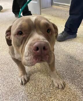 MARCY -  Pit Bull Terrier Dog Available for Adoption in Blythe, California - MARCY | PetCurious
