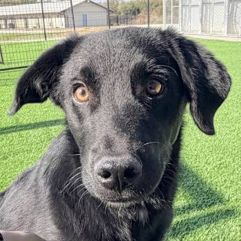 Mario -  Black Labrador Retriever Dog for Adoption in Auburn, Nebraska - Mario | PetCurious