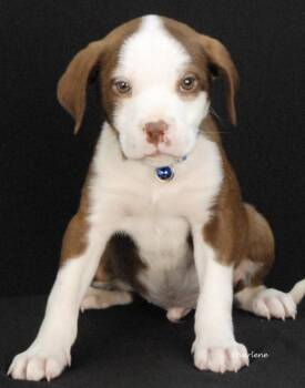 Jason Drool-O -  Hound and Boxer Dog Available for Adoption in Newland, North Carolina - Jason Drool-O | PetCurious