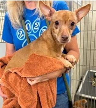 Stanley -  Chihuahua and Mixed Breed Dog for Adoption in Morristown, New Jersey - Stanley | PetCurious