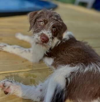 Cash -  German Shorthaired Pointer Dog for Adoption in Nashville, Tennessee - Cash | PetCurious