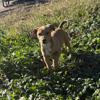 Elsie (Athena) -  Dachshund and Mixed Breed Dog for Adoption in Kittanning, Pennsylvania - Elsie (Athena) | PetCurious