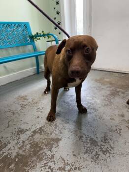 Merle -  Pit Bull Terrier Dog for Adoption in Fayetteville, West Virginia - Merle | PetCurious