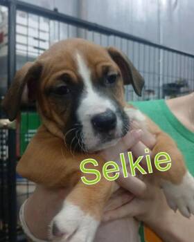 Selkie -  Mixed Breed Dog for Adoption in Evansville, Indiana - Selkie | PetCurious