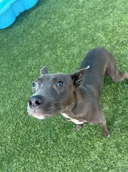 LUCY -  Mixed Breed Dog for Adoption in Dallas, Texas - LUCY | PetCurious