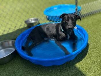 Shiloh -  Shepherd and Mixed Breed Dog for Adoption in Gainesville, Florida - Shiloh | PetCurious