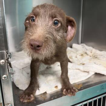 TJ -  Terrier Dog for Adoption in Lake Jackson, Texas - TJ | PetCurious