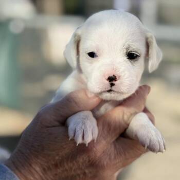 Poodle Dogs Available for Adoption - Star | PetCurious